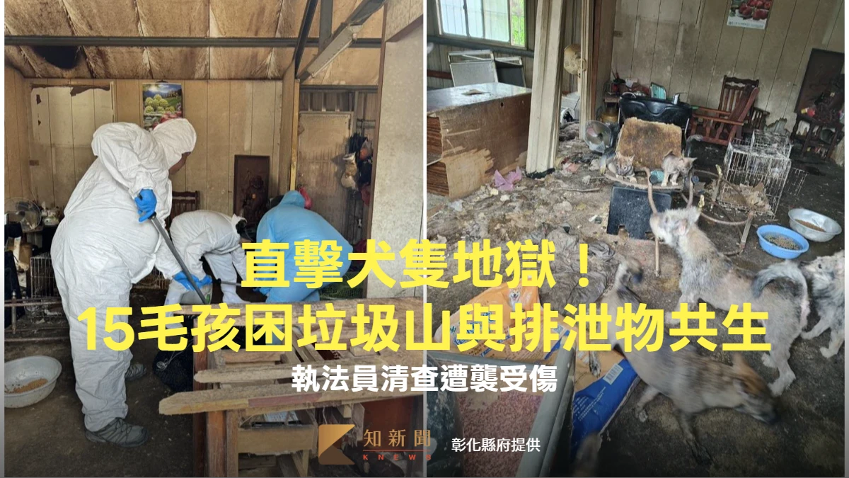 直擊犬隻地獄！15毛孩困垃圾山與排泄物共生　執法員清查遭襲受傷