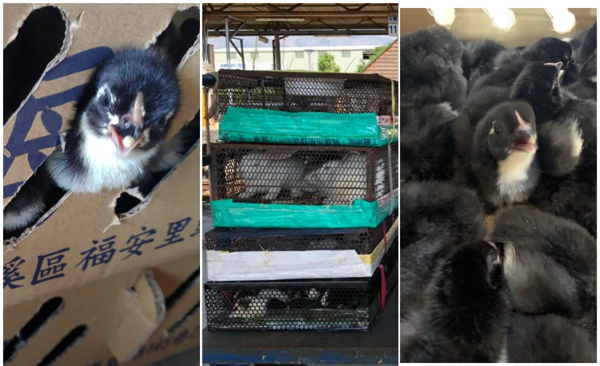 行包車淪地獄｜動物塞擠缺水驚嚇「倉鼠啃食同伴」　中央認：當貨物運