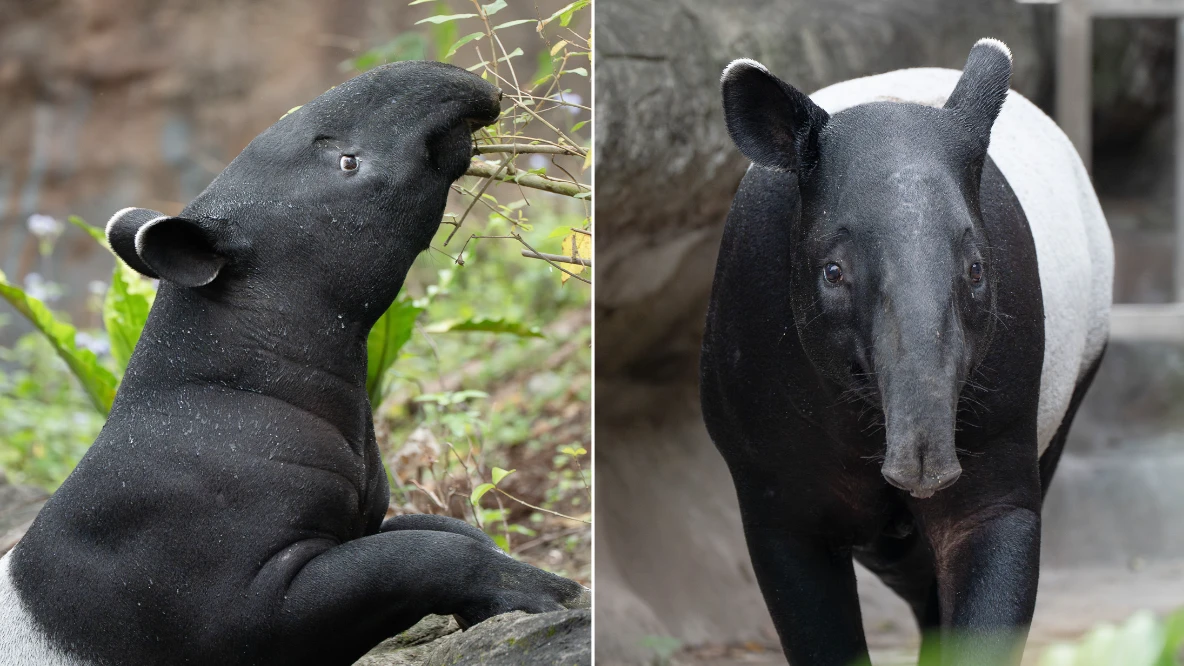 台灣囡仔星國希望！台北動物園萌主「莉姆路」跨海結親　開拓馬來貘家族血脈