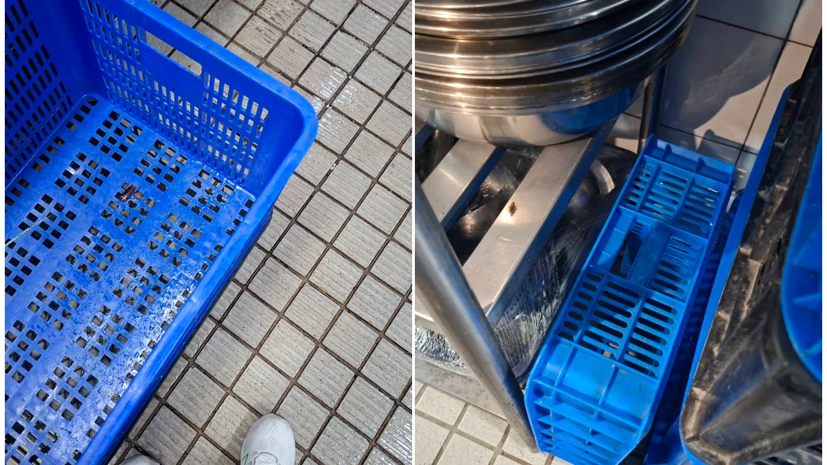 大直典華竄老鼠！衛生局稽查照片曝　廚房有蟑屍、設備不潔