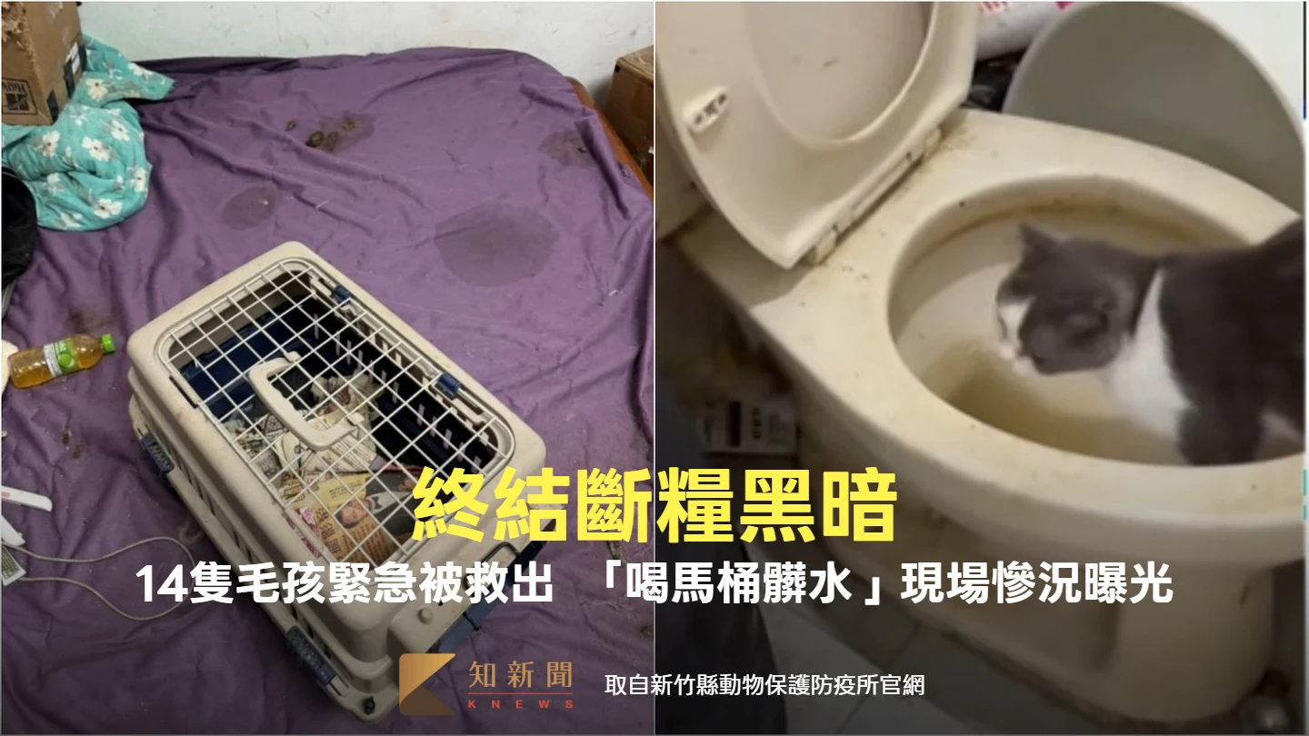 終結斷糧黑暗！竹縣14隻毛孩緊急被救出　「喝馬桶髒水」現場慘況曝光