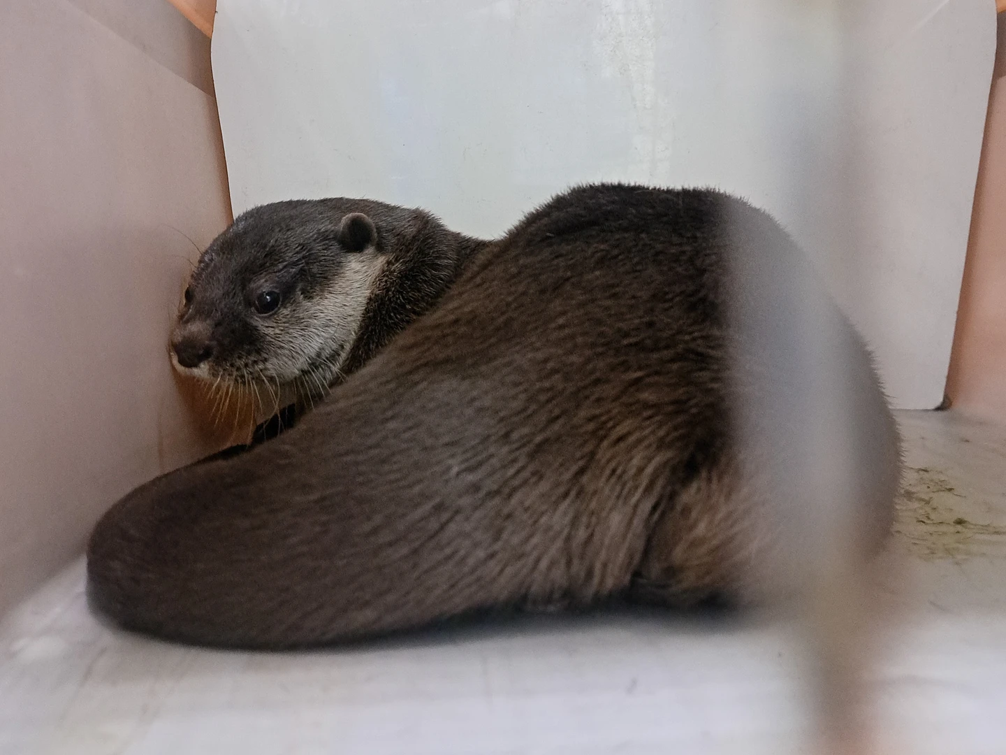 台北動物園小爪水獺飛往紐西蘭！「香橙」展開旅居新生活