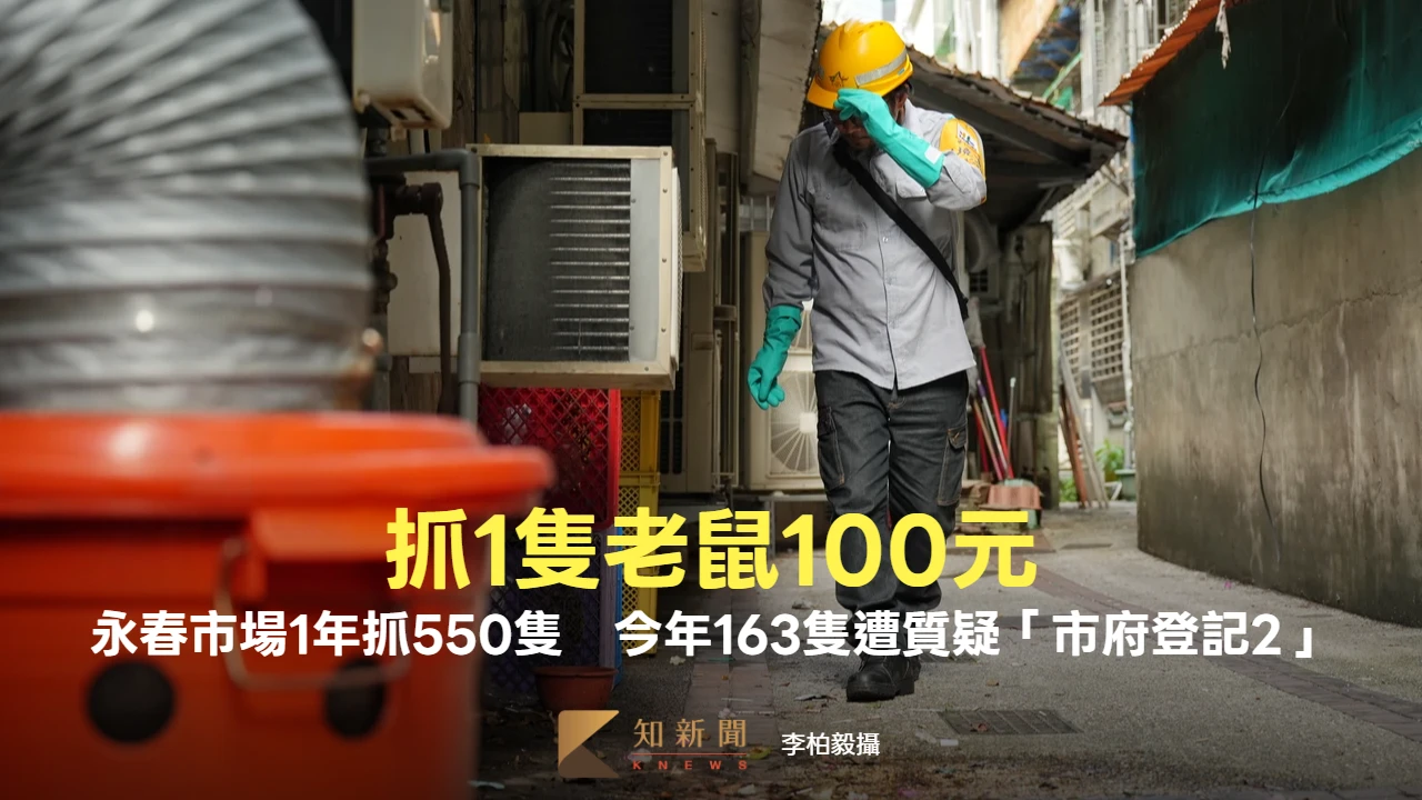 抓1隻100元！永春市場1年抓550隻老鼠　今年163隻「市府資料卻是2」