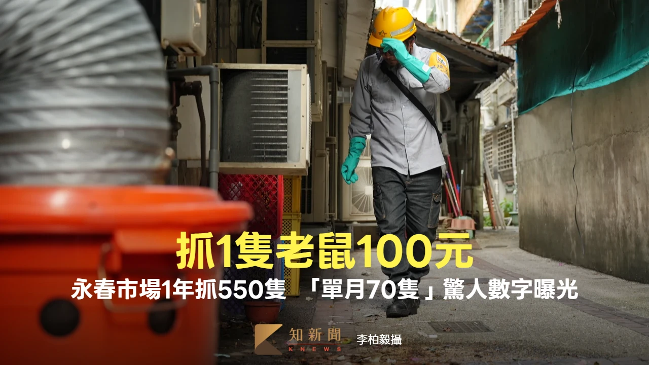 抓1隻100元！永春市場1年抓550隻老鼠　「單月70隻」驚人數字曝光