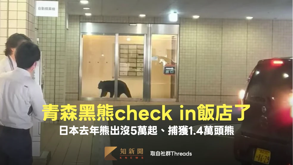 青森黑熊check in飯店了！　日本去年熊出沒5萬起、捕獲1.4萬頭熊
