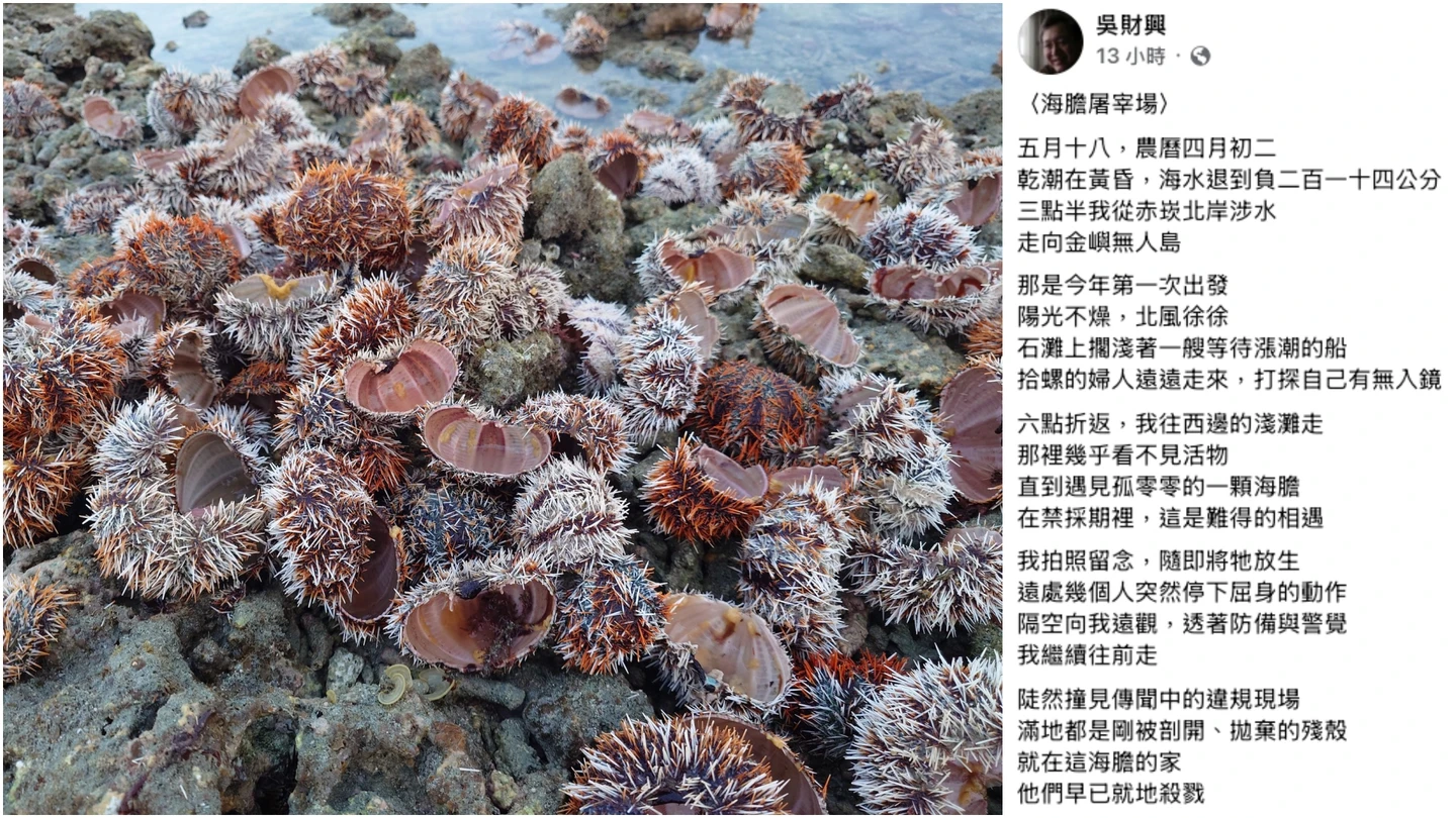 澎湖金嶼驚見「海膽屠宰場」！未開放採捕期現大量殘殼　居民直擊超心痛