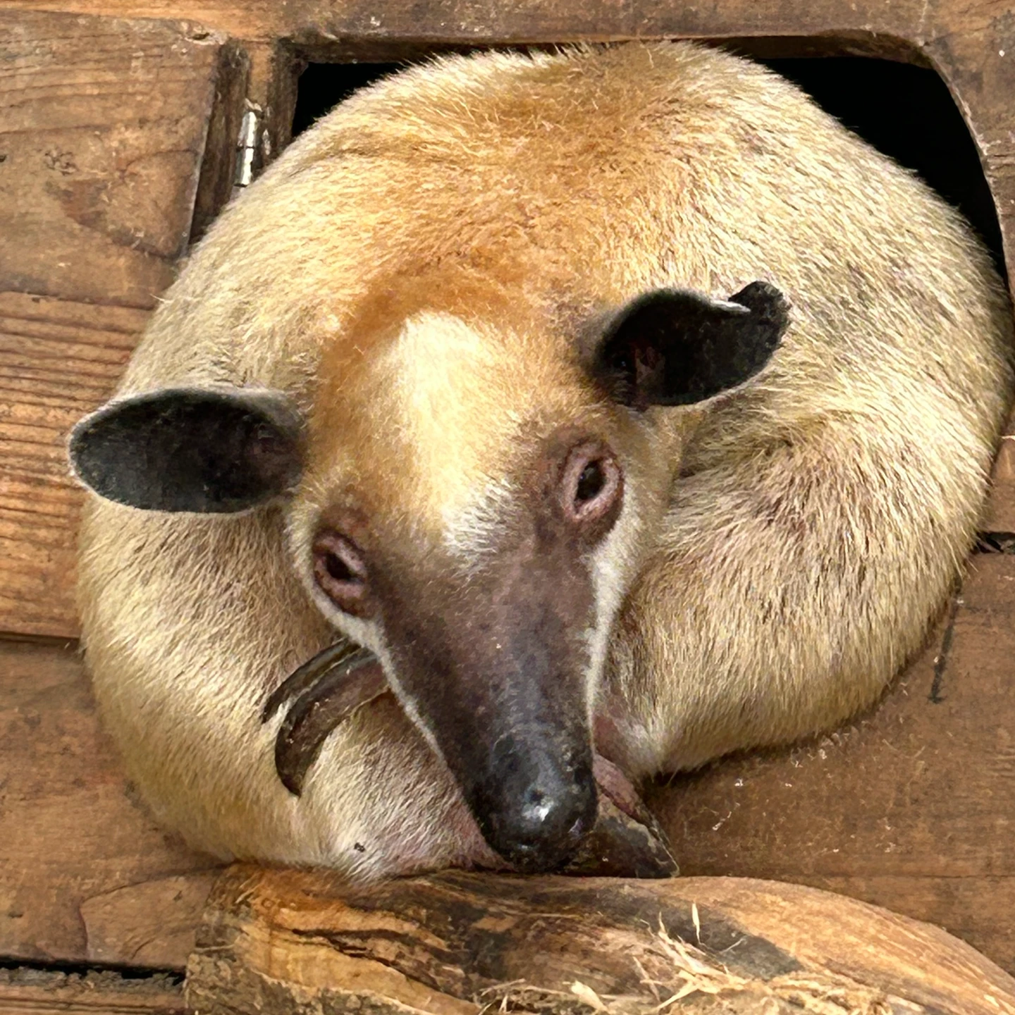 尋獸啟事！小食蟻獸「黑妞」溜出展區　台北動物園啟動地毯式搜尋
