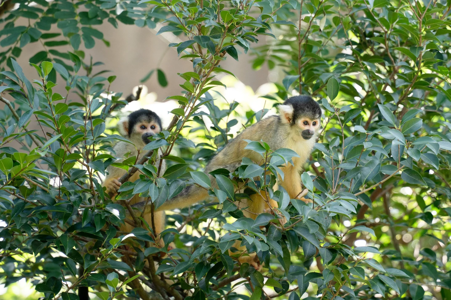 尋獸啟事！小食蟻獸「黑妞」溜出展區　台北動物園啟動地毯式搜尋