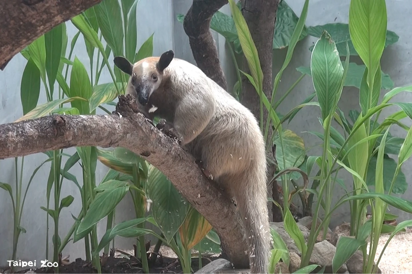 尋獸啟事！小食蟻獸「黑妞」溜出展區　台北動物園啟動地毯式搜尋