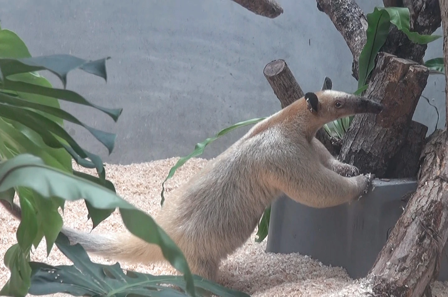 小食蟻獸「黑妞」逃家3天　台北動物園：估最遠已跑9公里