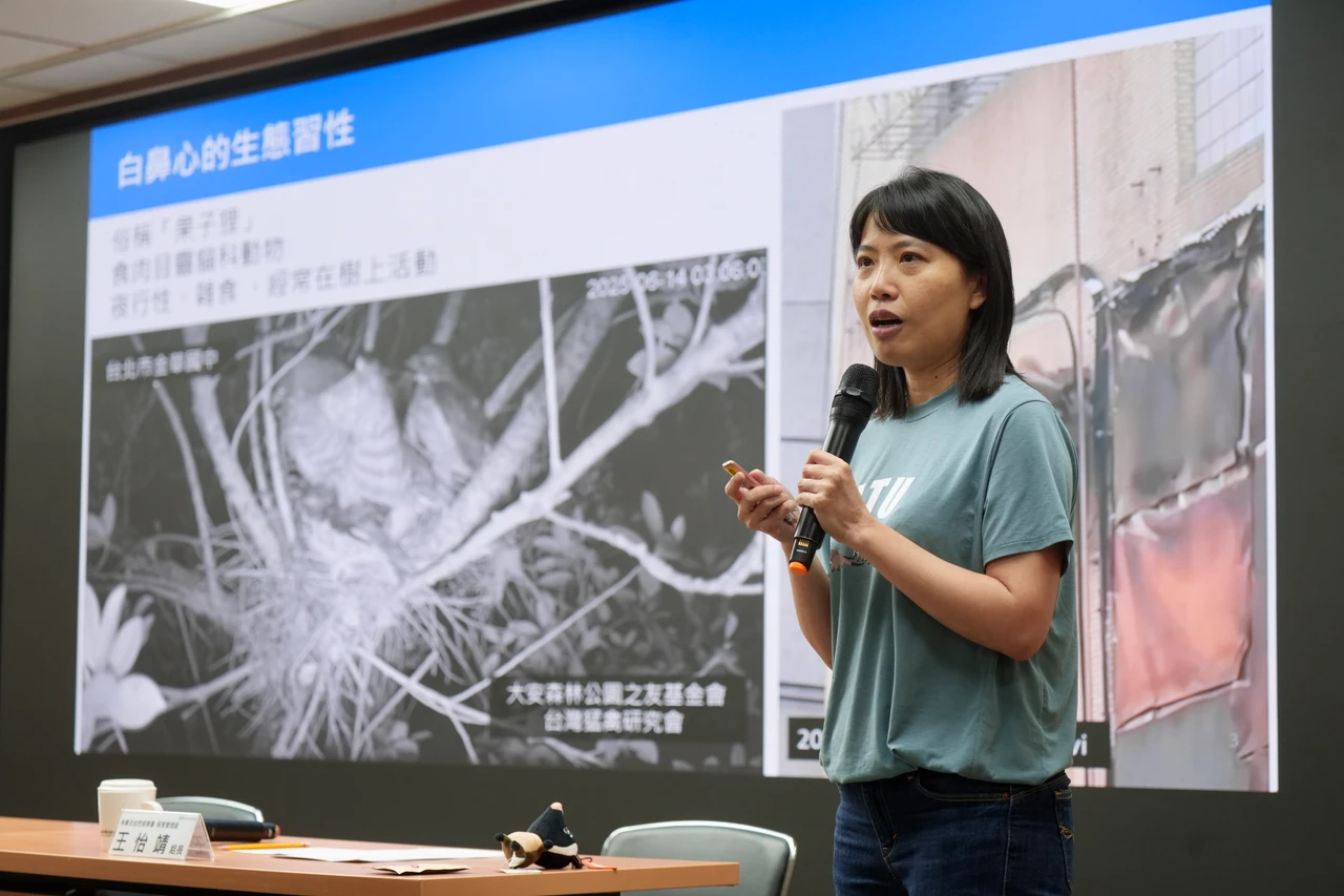 台大團隊揭秘白鼻心在都市生活模式　全球首見成年雌性共同育兒
