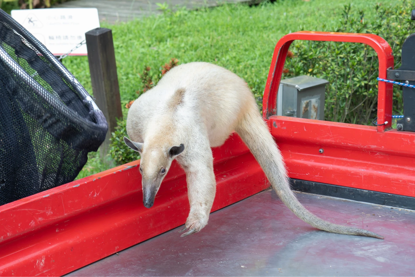小食蟻獸「黑妞」流浪7天回家了！台北動物園初步檢查：無明顯外傷僅些微脫水