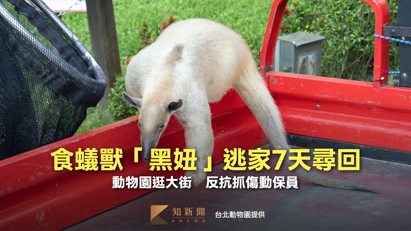 食蟻獸「黑妞」逃家7天！動物園逛大街現蹤　還有力氣反抗抓傷動保員