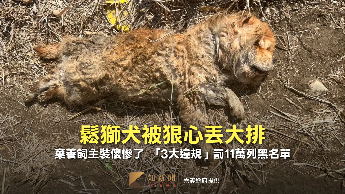 鬆獅犬被狠心丟大排　棄養飼主裝傻慘了！「3大違規」罰11萬列黑名單