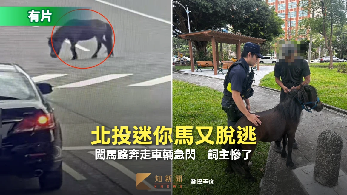 北投迷你馬又脫逃！闖馬路奔走車輛急閃驚險畫面曝　飼主慘了