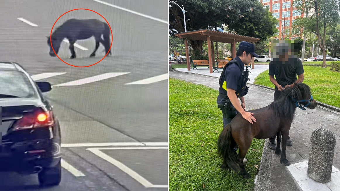 北投迷你馬又脫逃！闖馬路奔走車輛急閃驚險畫面曝　飼主慘了