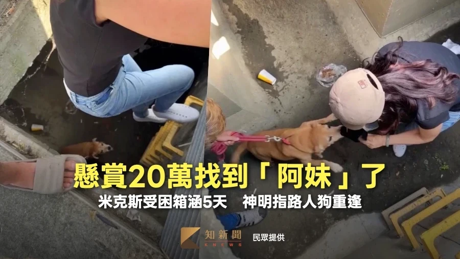 懸賞20萬找到「阿妹」了！台南米克斯受困箱涵5天　神明指路人狗重逢