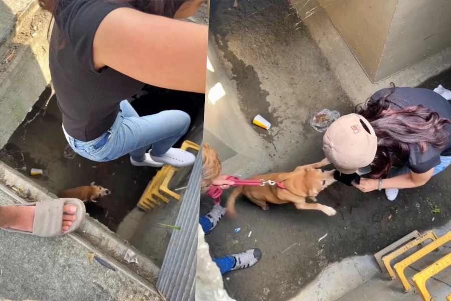 懸賞20萬找到「阿妹」了！台南米克斯受困箱涵5天　神明指路人狗重逢