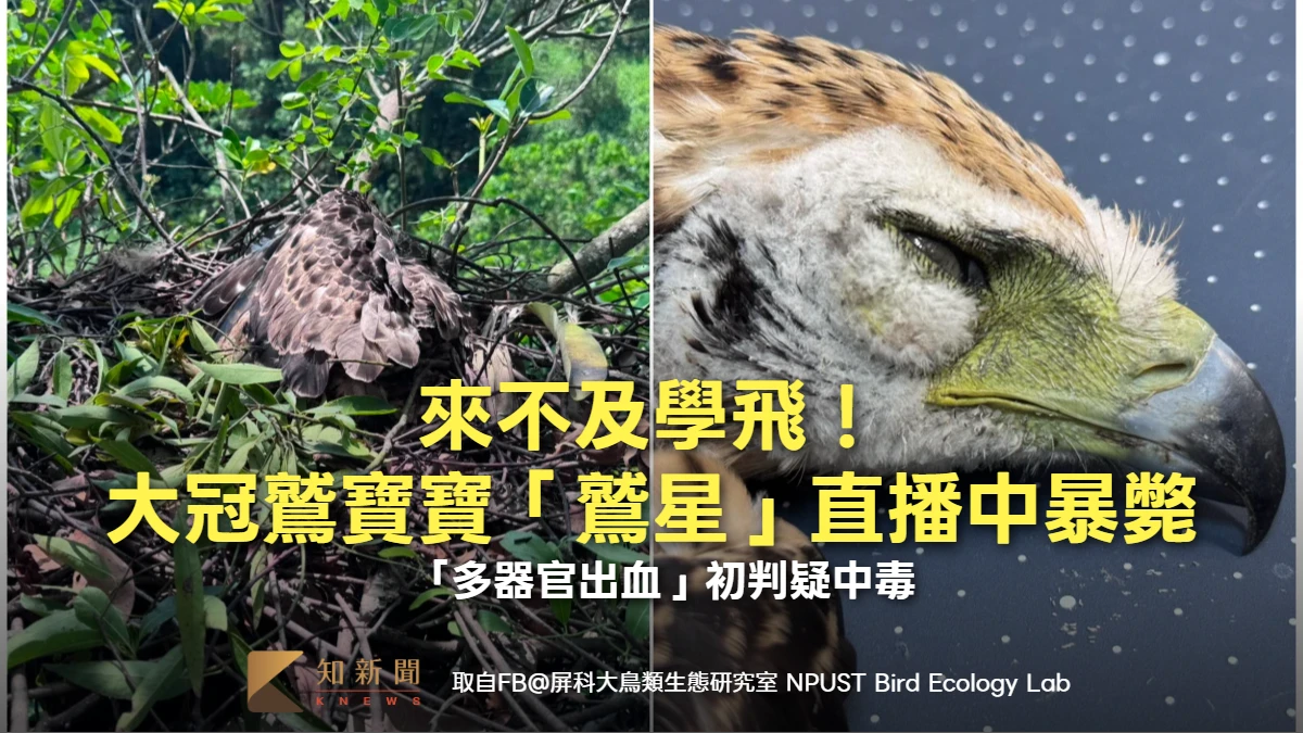 來不及學飛！大冠鷲寶寶「鷲星」直播中暴斃　「多器官出血」初判疑中毒