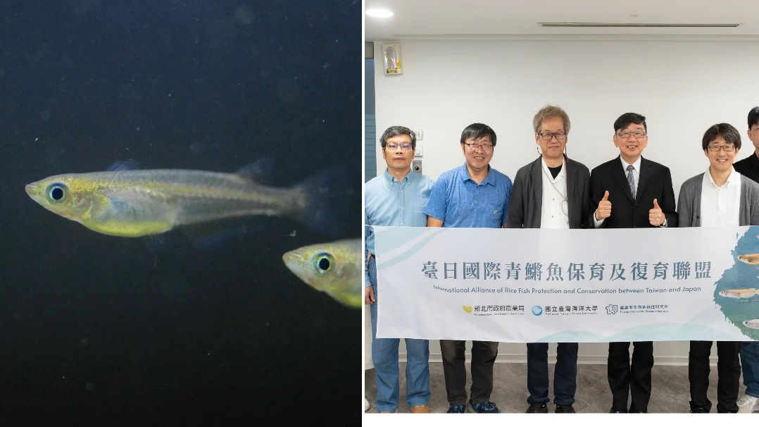 搶救北勢溪原生淡水魚！台日合作推進　重現噶瑪蘭青鱂魚群