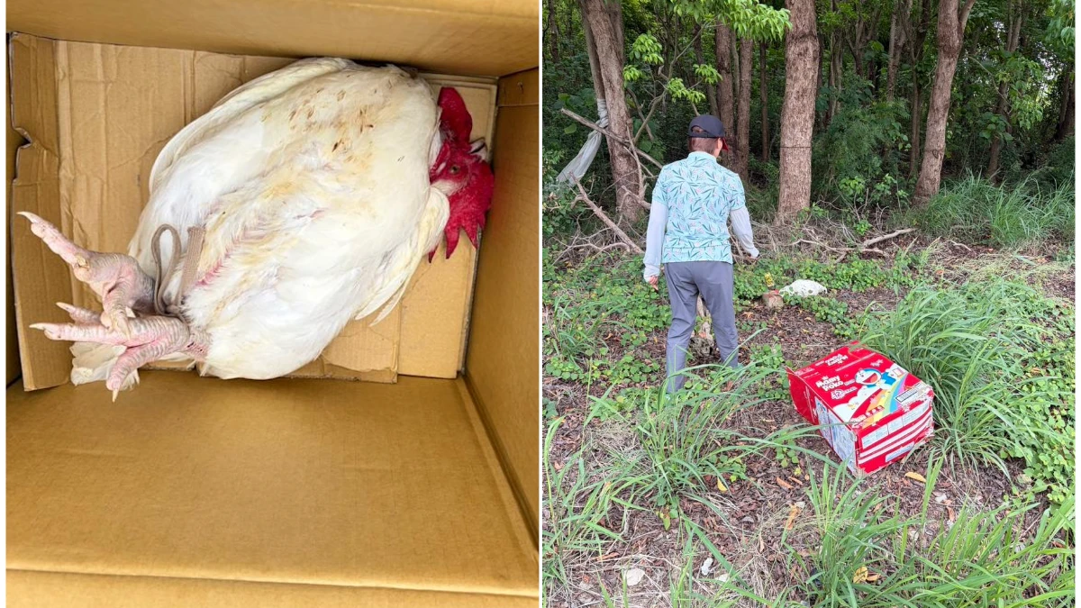 民俗「開光雞」悲歌！男綑綁棄置養雞場「涉虐待動物」　最高恐罰百萬