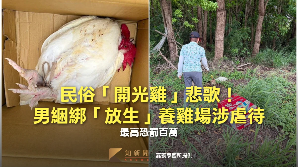 民俗「開光雞」悲歌！男綑綁「放生」養雞場涉虐待　最高恐罰百萬