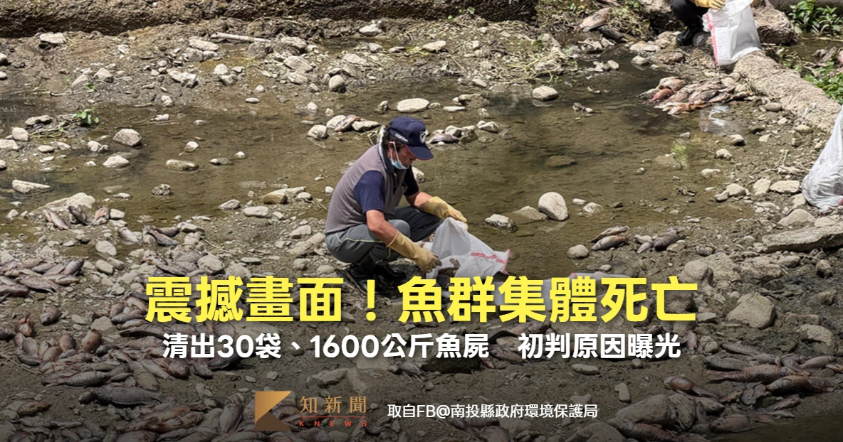震撼畫面！魚群集體死亡「清出30袋、1600公斤魚屍」　初判原因曝光　