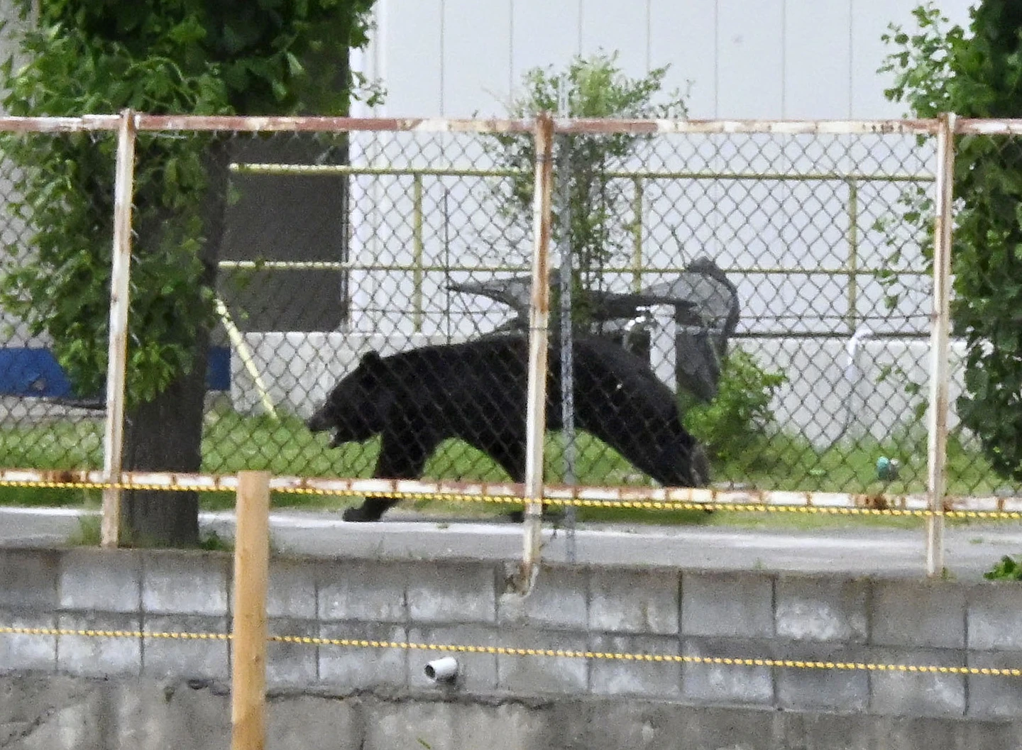 日本城市連續3天熊出沒抓不到　近百所中小學宣布停課