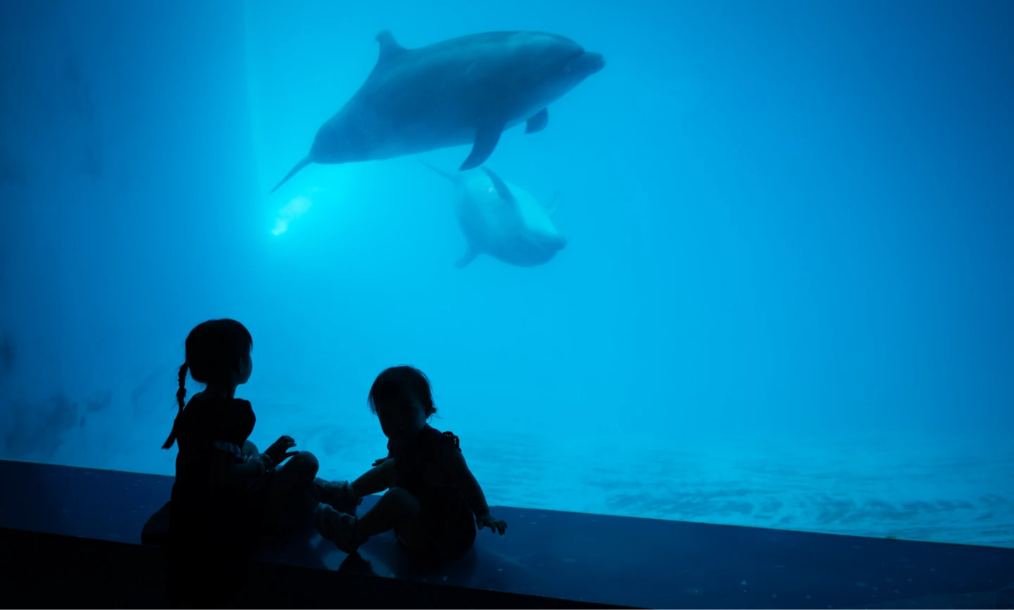 鯨豚秀10年落幕3個月　遠雄海洋公園「海豚守護基地」試運轉日期曝