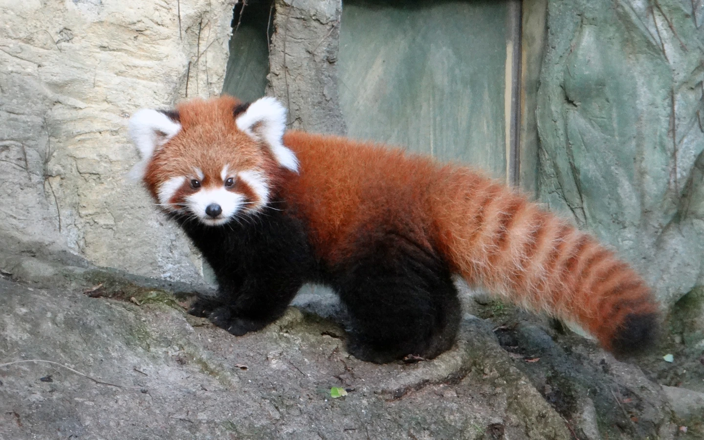 告別北市動物園！小貓熊「奇奇」搬新家　前往新加坡展開新生活