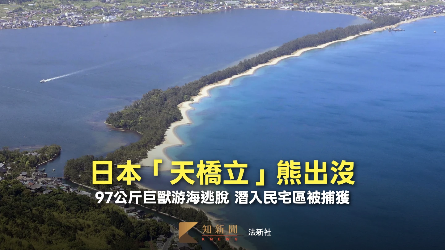 日本三景天橋立驚險6小時！熊出沒緊急封鎖　「游海爬樹」遭麻醉槍捕獲