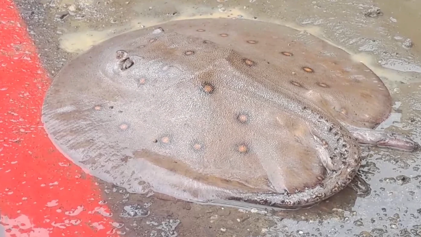 有片｜高雄豪雨過後！道路驚見魟魚1死2掙扎　畫面曝光