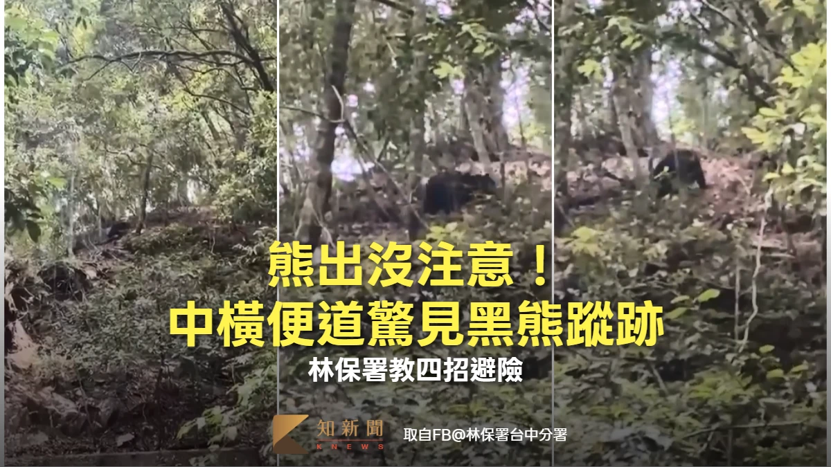 直擊片｜熊出沒注意！中橫便道驚見黑熊蹤跡　林保署教四招避險