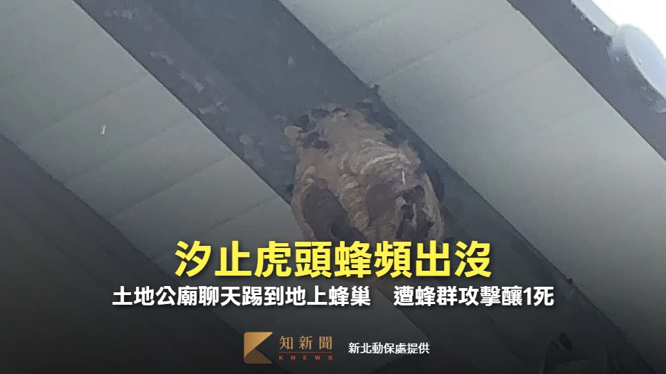 汐止虎頭蜂頻出沒！土地公廟聊天踢到地上蜂巢　遭蜂群攻擊釀1死　