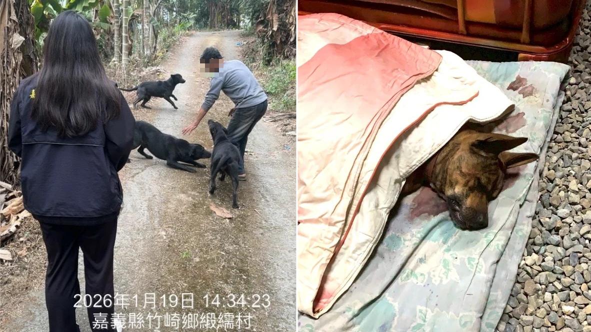 鄰里惡霸！竹崎放養5惡犬屢次咬死家犬　飼主不甩公權力「劫囚」遭鐵腕送辦