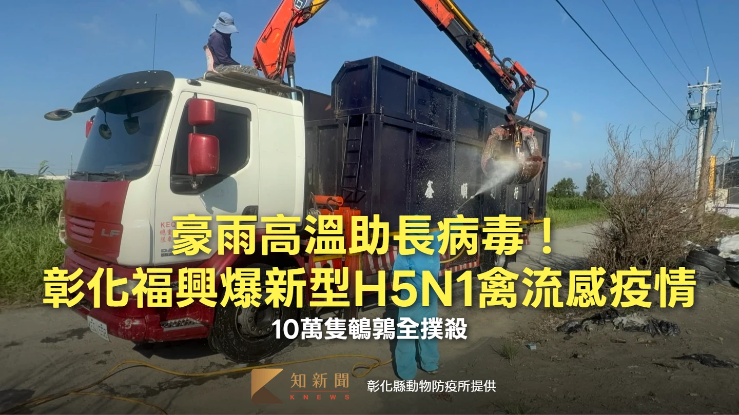梅雨、高溫助長！彰化福興爆新型H5N1禽流感疫情　10萬隻鵪鶉全撲殺