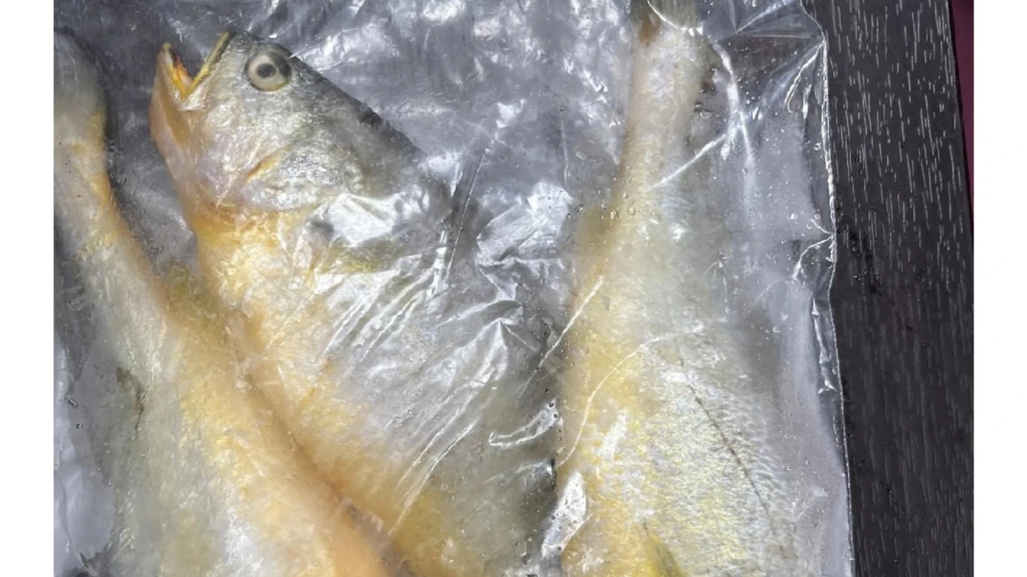 邊境攔截｜中國進口冰鮮黃花魚檢出禁用藥物　退運銷毀逾6.2公噸