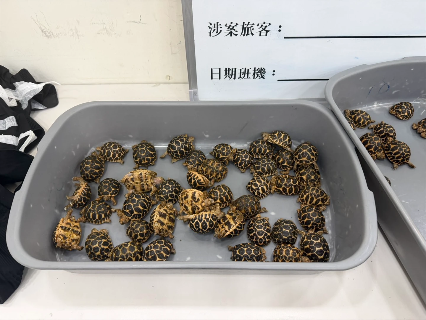 扯！70隻印度星龜黏滿雙腿　男搭機入境秒被逮