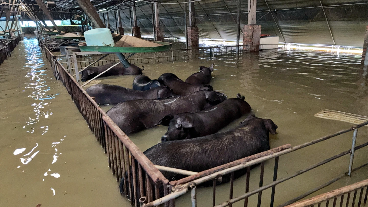 台南暴雨農損破683萬！300頭豬慘淹死　開放西瓜、香瓜現金救助