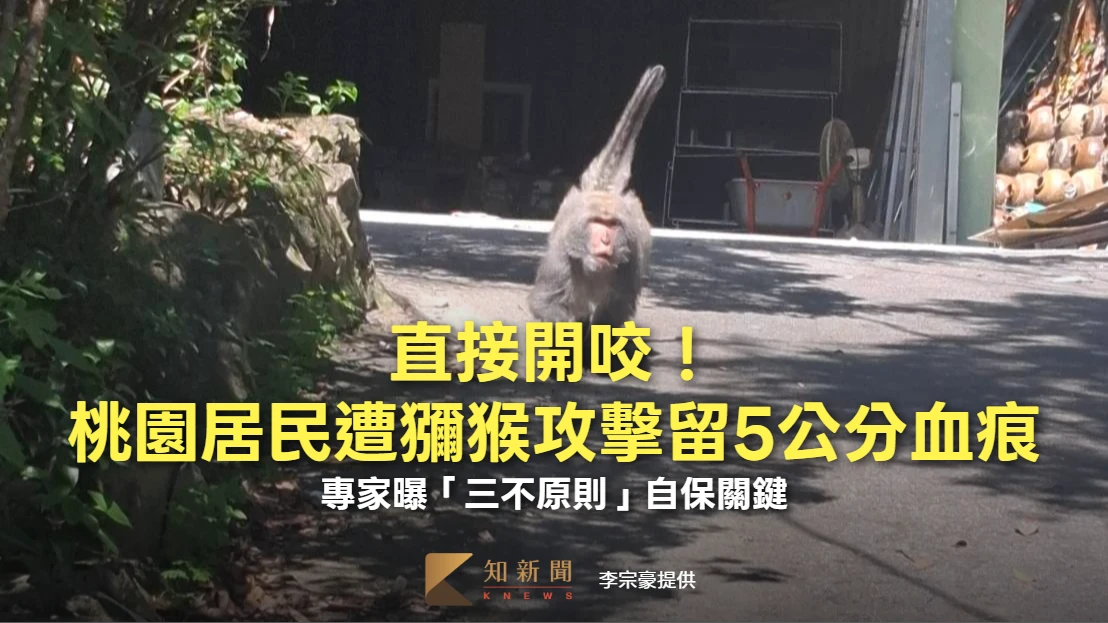 直接開咬！桃園居民遭獼猴攻擊留5公分血痕　專家曝「三不原則」自保關鍵