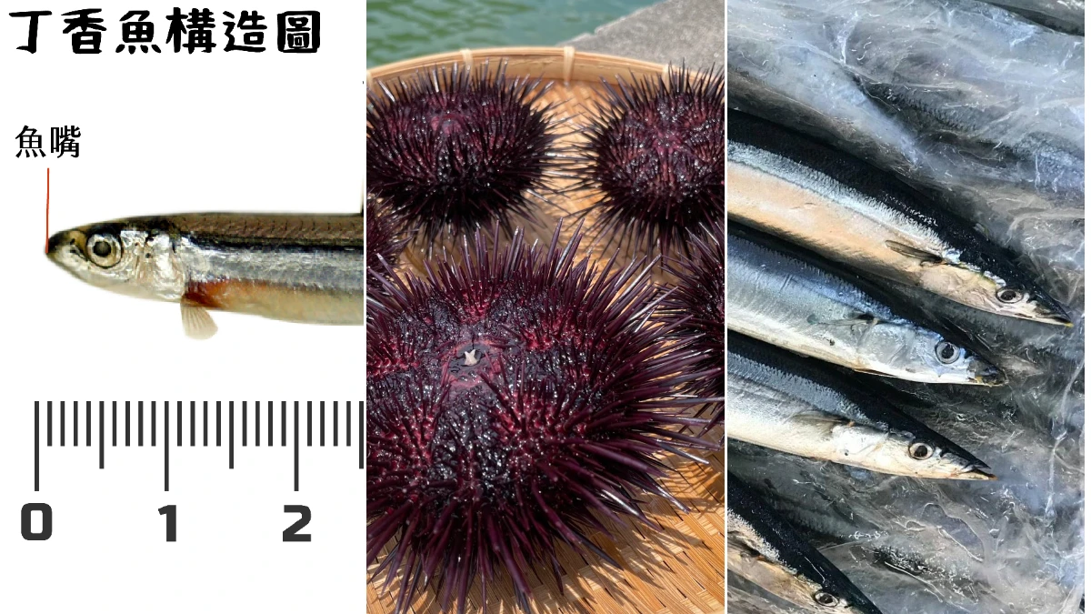 丁香魚、秋刀魚、海膽將訂重金屬標準　鎘超標最高罰300萬