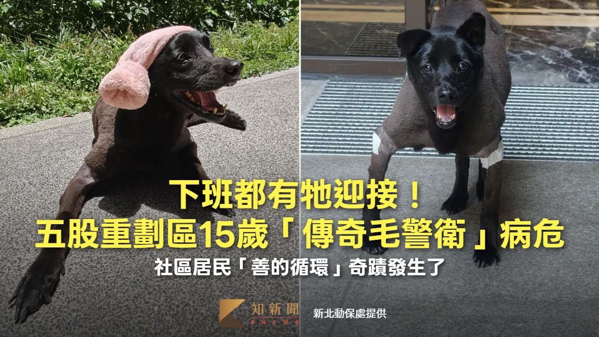 下班都有牠迎接！五股重劃區15歲「傳奇毛警衛」病危　社區「善的循環」奇蹟發生了