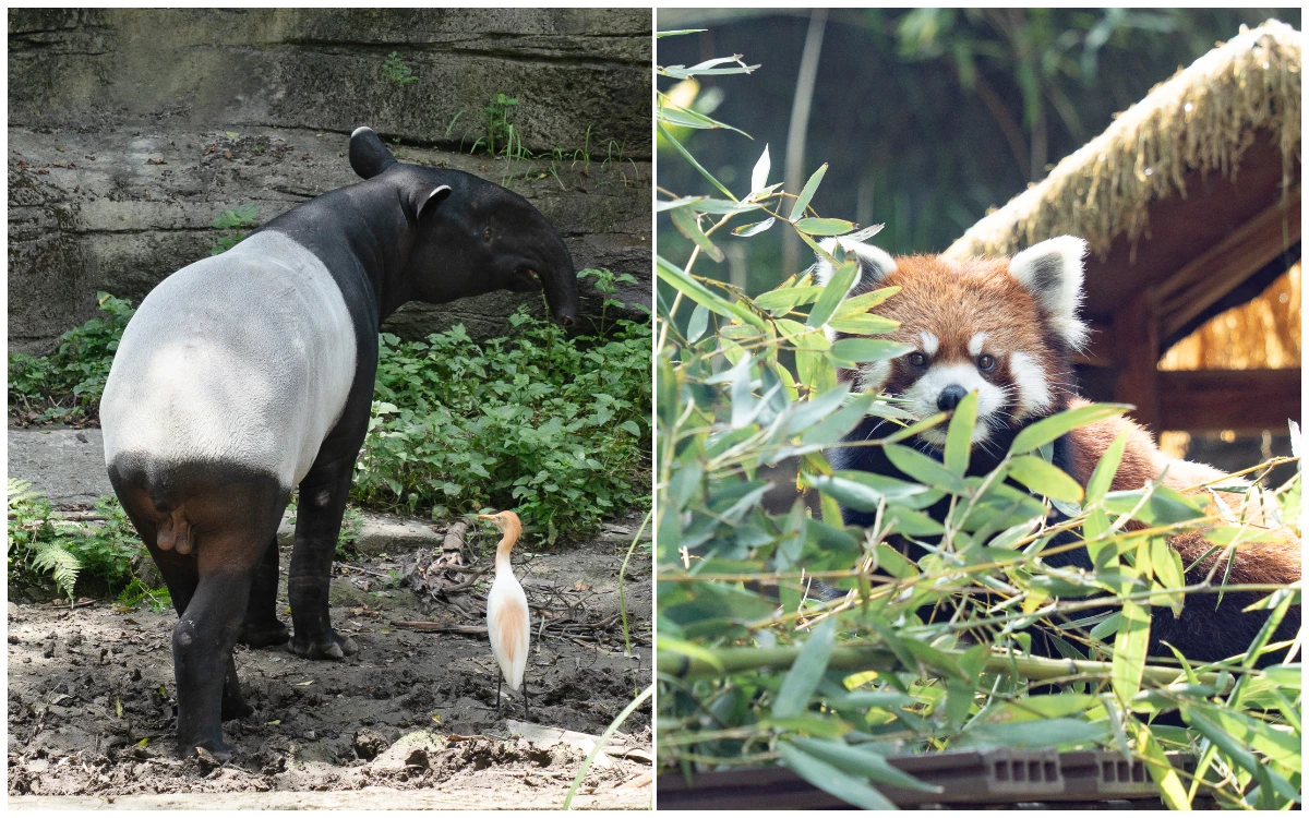 台北動物園開園了！馬來貘「星星」、小貓熊「茜茜」迎賓見客
