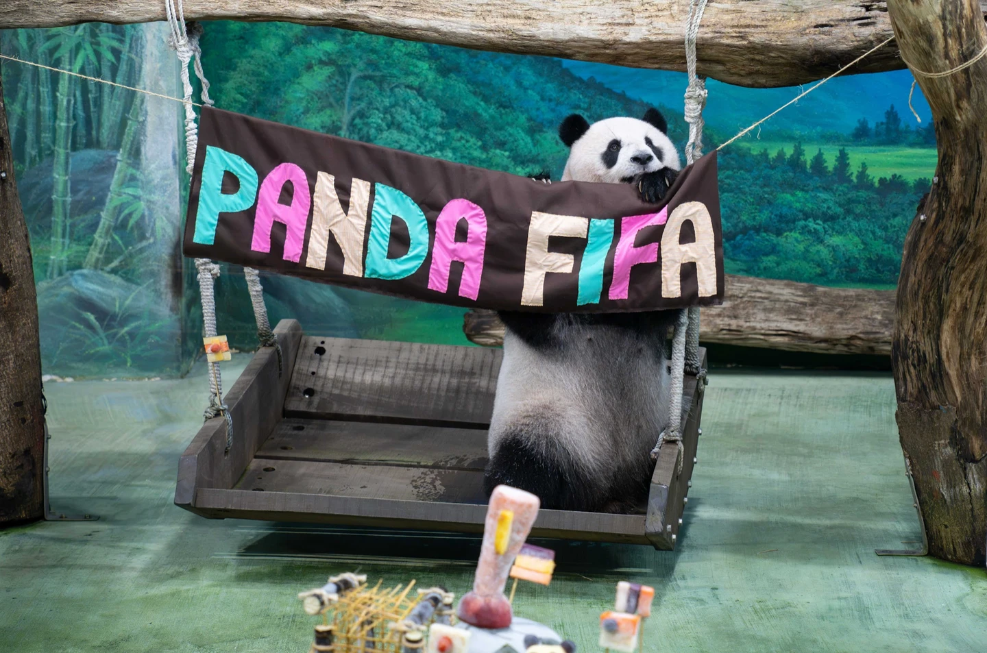 歡慶大熊貓「圓仔」13歲！台北動物園辦生日趴　特製世足賽主題蛋糕