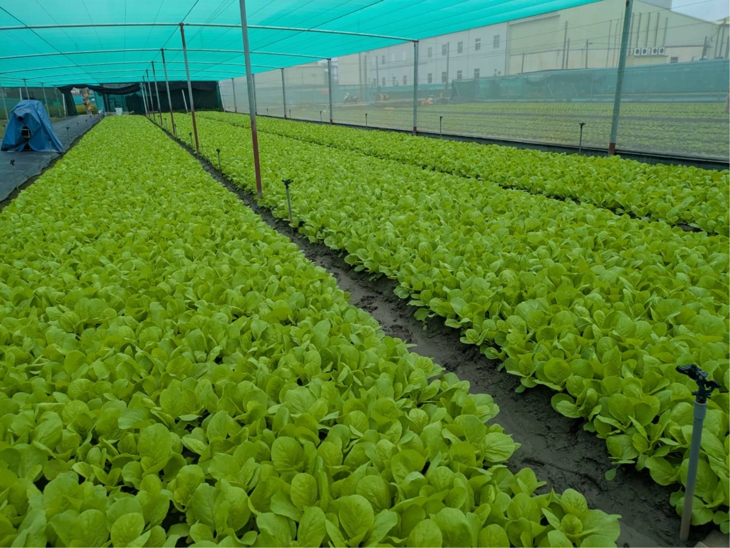 巴威颱風遠離！台北蔬菜均價飆漲3成2　農糧署：產區無大礙、月底前下降