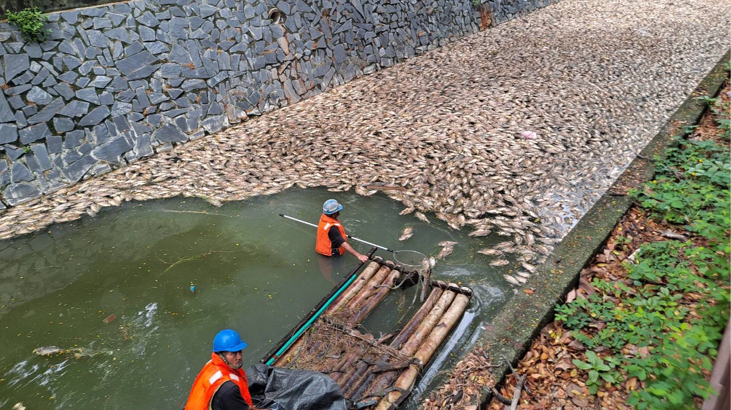 高雄後勁溪爆大量死魚！兩天已撈300公斤　里長怒喊：徹查污染源