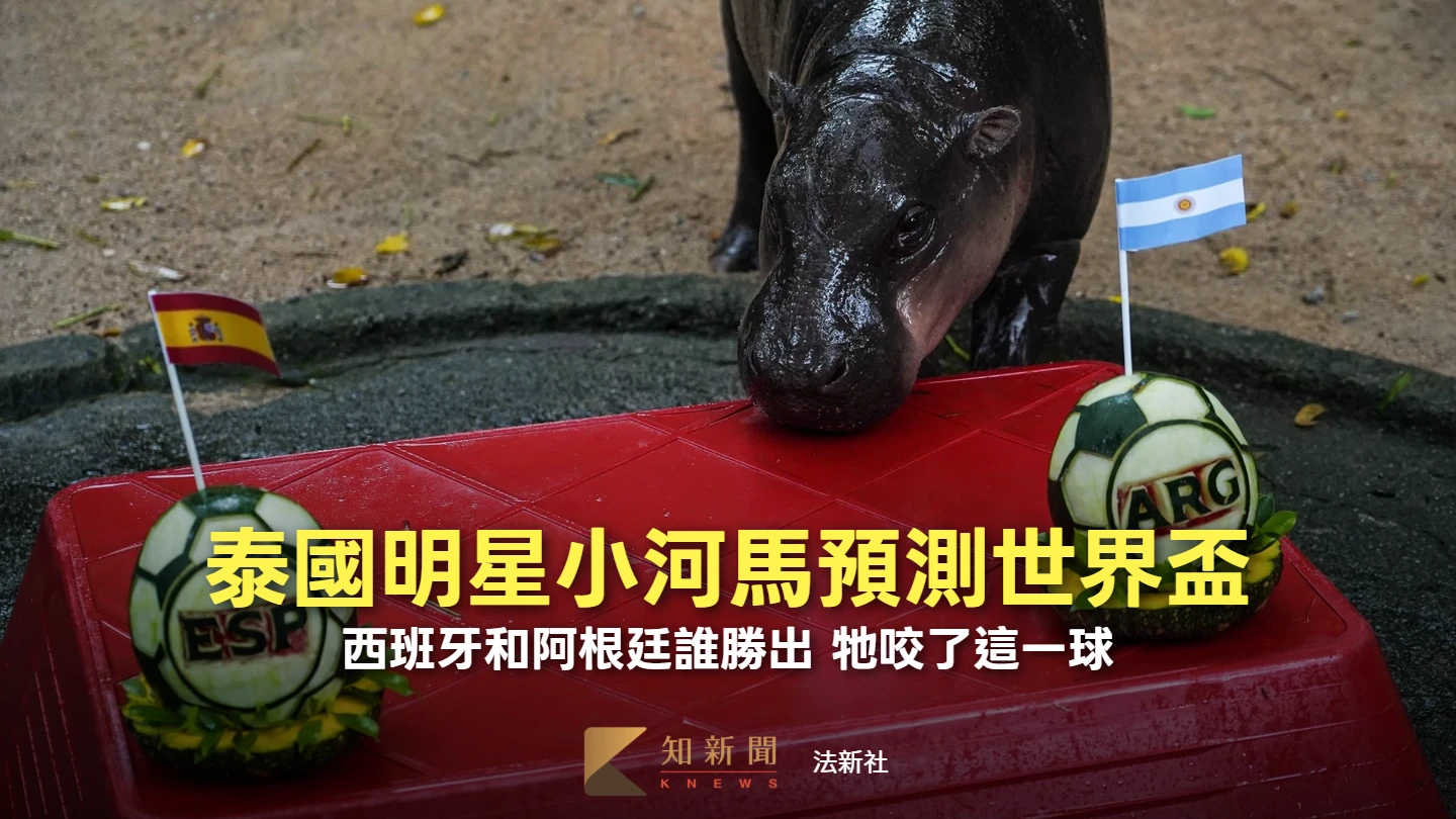 2歲了！泰國小河馬「彈跳豬」預測世界盃誰奪冠　張大口咬下這隊