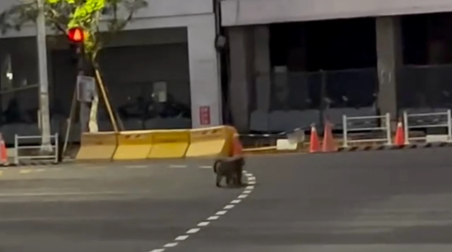 有片｜壽山猴王逛六合夜市？台灣獼猴闖市區過馬路　6公里冒險之旅曝光