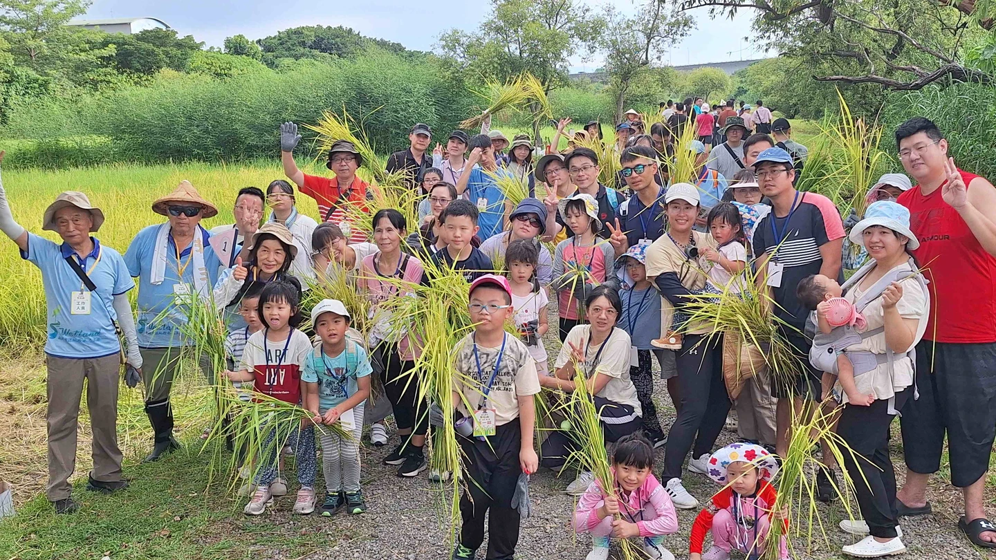 2026新北濕地割稻體驗8／1登場！兩梯次限額500人　7／18開放報名