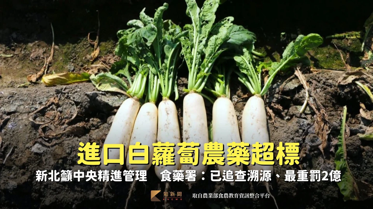 進口白蘿蔔農藥超標、新北籲中央精進管理　食藥署：已追查溯源、最重罰2億